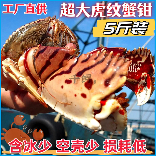 5斤装超大虎纹蟹脚蟹钳冰少