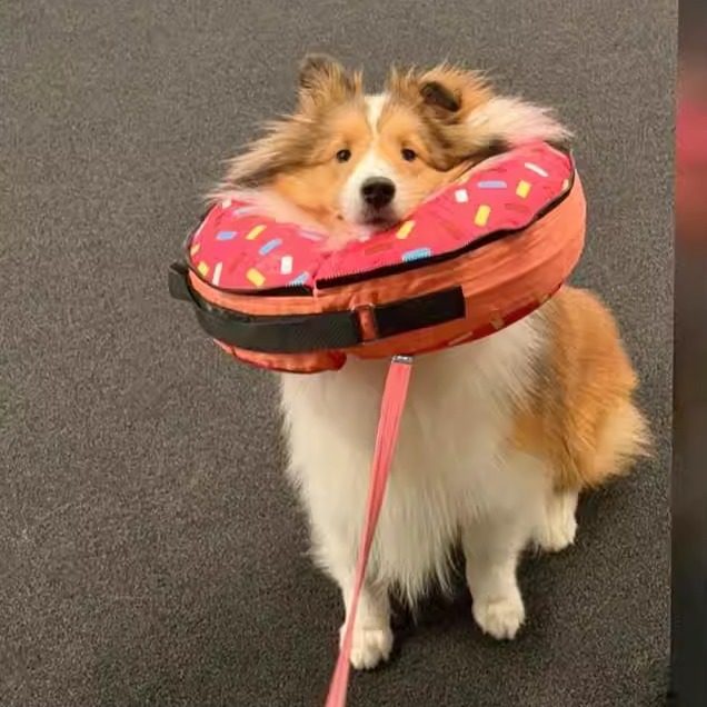 狗狗绝育甜甜圈伊丽莎白圈项圈不影响吃饭防舔防咬宠物项圈头套,宠物/宠物食品及用品,宠物伊丽莎白圈,淘宝优惠券,粉丝福利购,淘宝优惠卷
