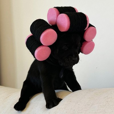 包租婆宠物头套加绒保暖猫狗通用