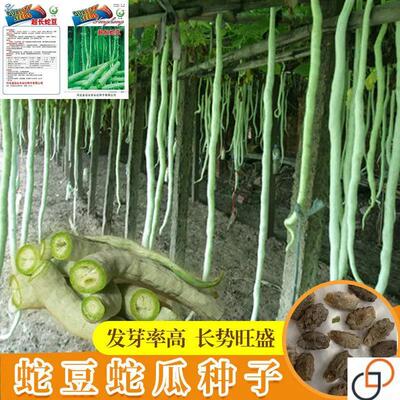 蛇豆种子蛇瓜种子春播四季盆栽观赏食用爬藤阳台庭院种籽蔬菜种子