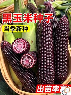 珍珠糯8号黑玉米种孑超甜水果玉米种子高产香脆甜糯糯米紫玉米种