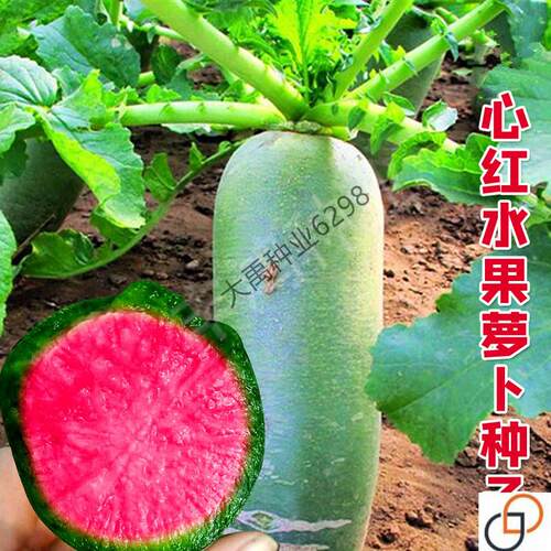 生吃水果萝卜种子种籽青皮红瓤红心萝卜种孑四季夏秋季播脆甜高产