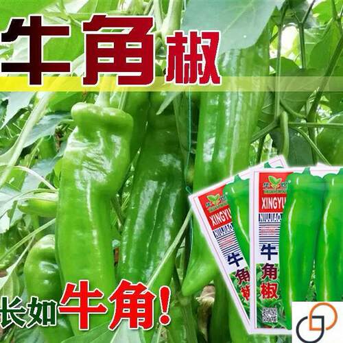 辣椒种子高产特大牛角椒种子四季辣椒种子早熟阳台盆栽播蔬菜种子