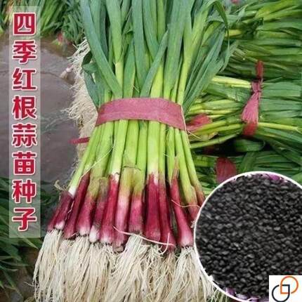 四季宽叶蒜苗种子一年四季三茬连续采收红皮蒜苗籽农家大田蔬菜籽