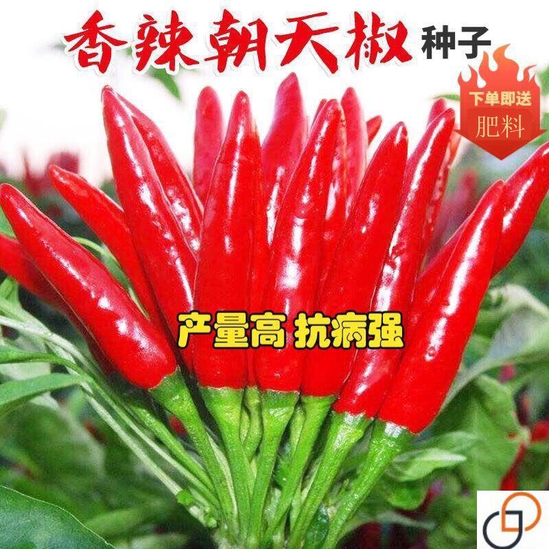 高产朝天椒种子超辣早熟辣椒种子阳台盆栽易种农家菜园蔬菜种子