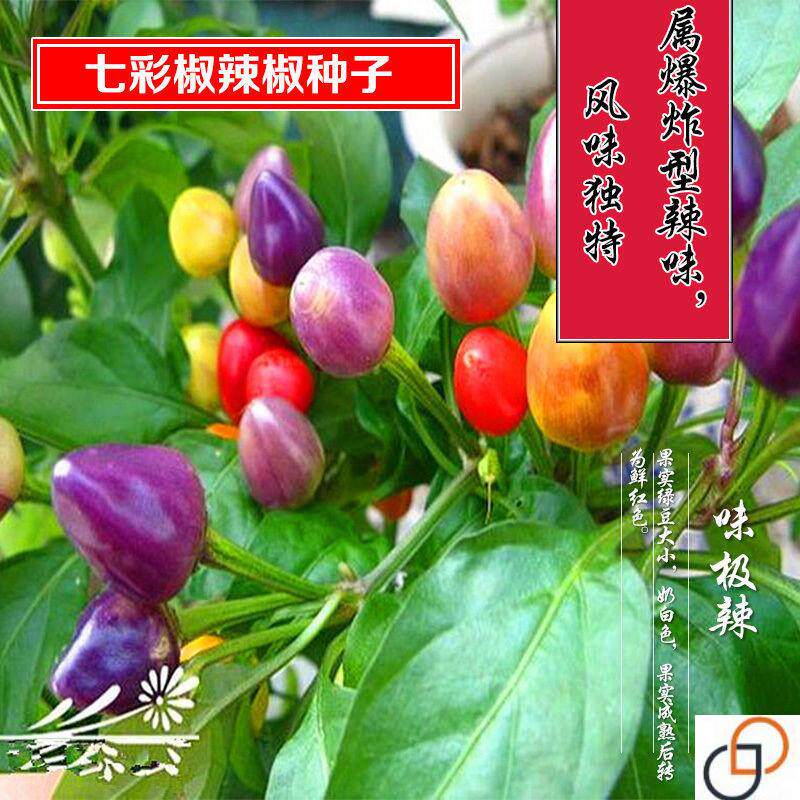广西七彩泡椒种子 五彩椒灯笼椒下饭菜酸脆辣椒珍珠椒