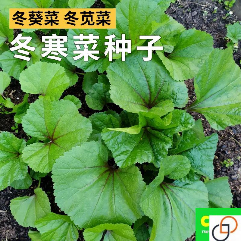 冬寒菜种子葵菜冬葵冬苋菜种籽秋冬农家菜园阳台盆栽青菜蔬菜种孑