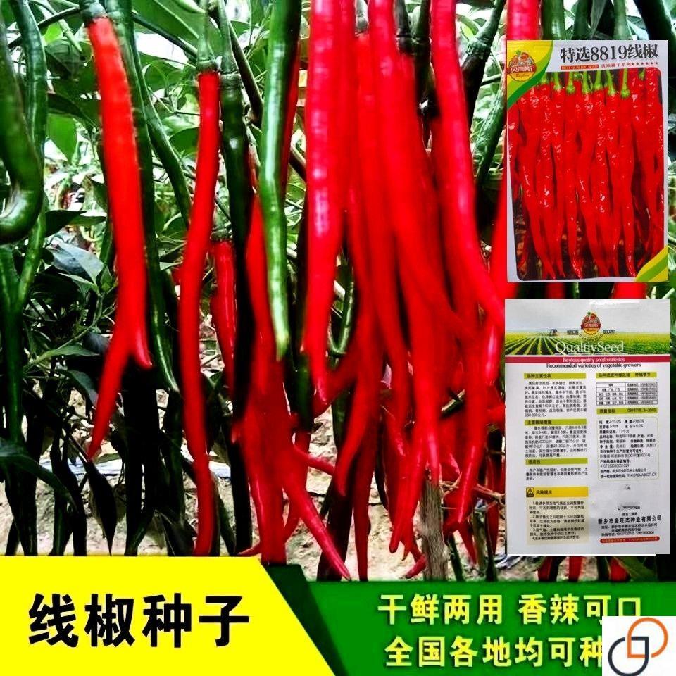 超长辣椒种子香辣王线椒种籽杭椒早熟高产四季播盆栽大田蔬菜种子