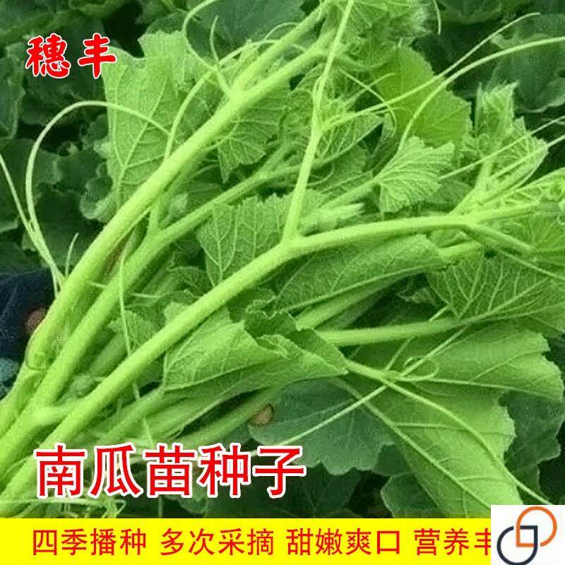 好吃南瓜尖种籽南瓜苗种子家庭阳台藤茎嫩叶四季秋季播特色蔬菜孑