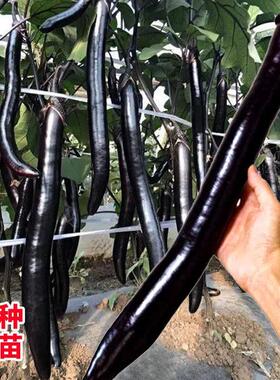 日本经典长茄茄子种子种籽苗秧黑紫色特长超长特大蔬菜四季孑秧苗