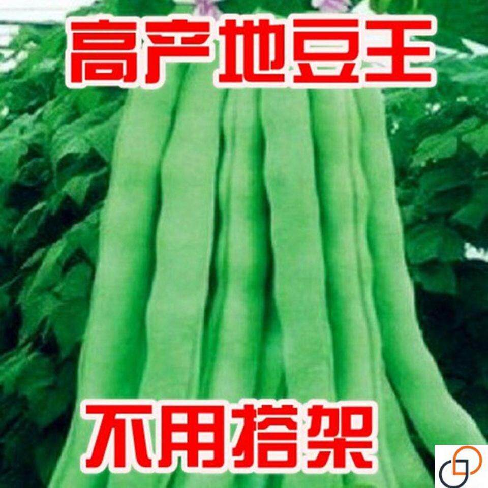 地豆王一号豆角种子 无架四季豆菜豆早熟抗病 宽荚肉嫩白莲豆种籽