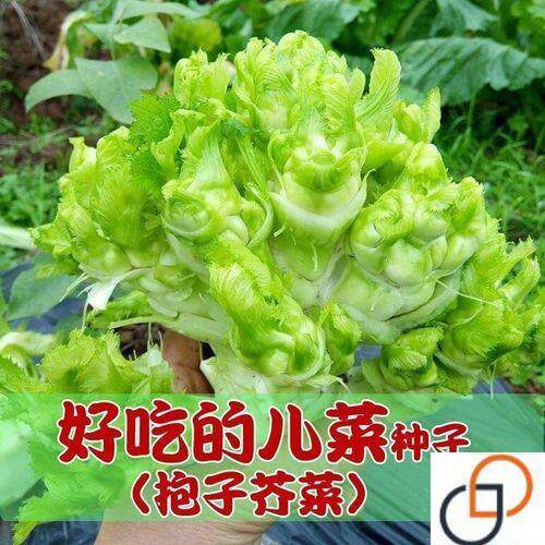 多子多孙儿菜种子四川特产娃娃菜早熟高产抱子芥菜种籽正宗蔬菜孑