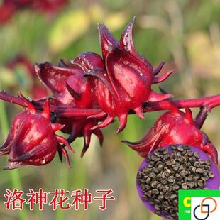 洛神花种子玫瑰茄种子洛神花盆栽洛神花花种子洛神花苗子阳台花籽