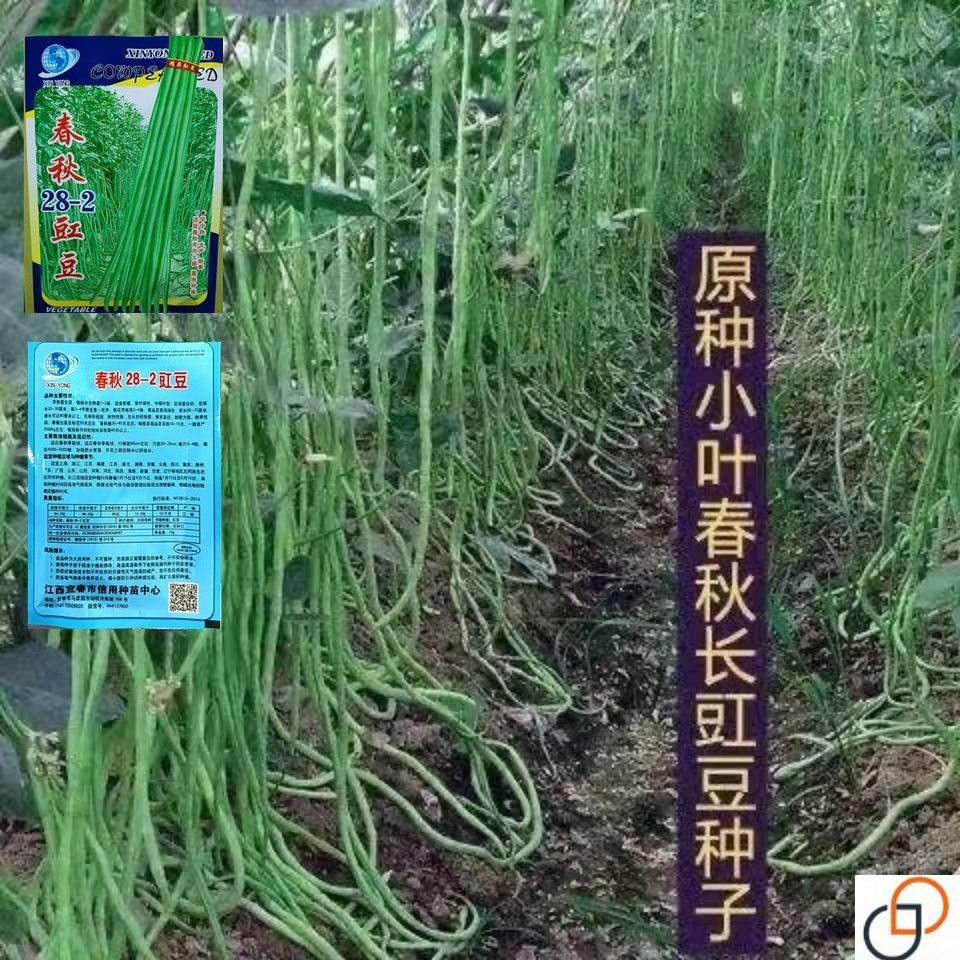 高产早熟原种小叶长豇豆种子绿特长豆角春秋四季蔬菜庭院大田易种