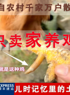 农村千家万户留守老人家养的土鸡