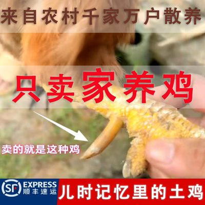农村千家万户留守老人家养的土鸡