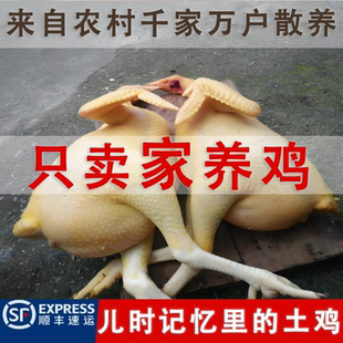 稻谷慢养3年深山老母鸡农家散养走地鸡生鲜炖汤专用孕妇黄油草鸡