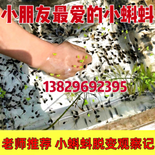 小蝌蚪活体 青蛙牛蛙蝌蚪幼苗基地直发 包活送饲料 儿童观赏宠物