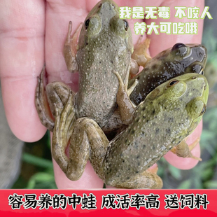 特价牛蛙活体牛蛙苗小四脚苗食用幼蛙中蛙送饲料水族观赏宠物包邮