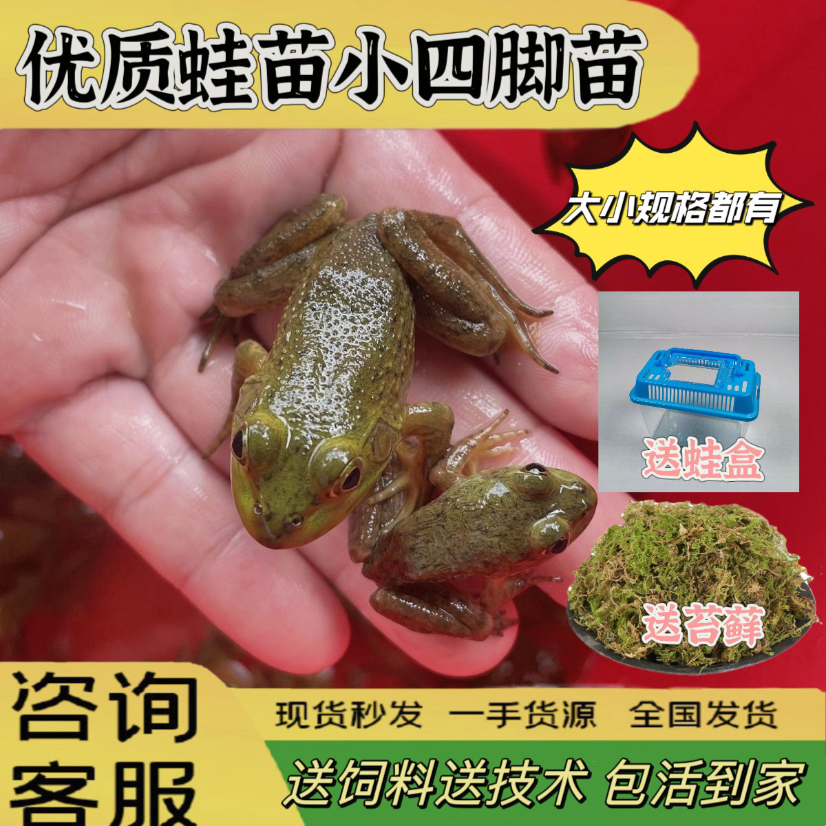 特价牛蛙活体牛蛙苗小四脚苗食用幼蛙中蛙送饲料水族观赏宠物包邮