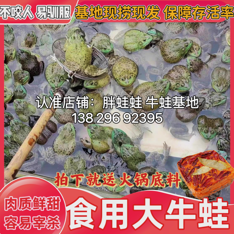 牛蛙鲜活新鲜包活特大田鸡活物牛蛙烧烤火锅商用牛蛙活体批发