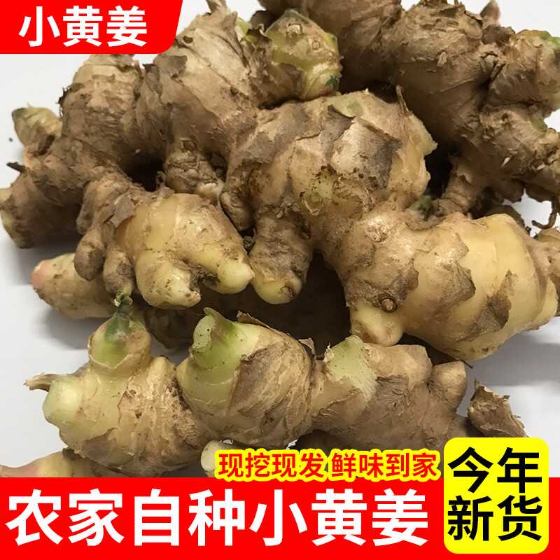 农家自种广西新鲜现挖生姜