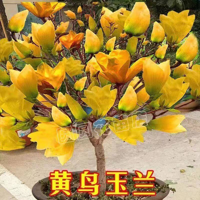 黄鸟玉兰矮化盆栽黄玉兰耐寒四季