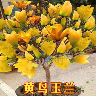 黄鸟玉兰矮化盆栽黄玉兰耐寒四季开花庭院玉兰花树地栽南北方种植