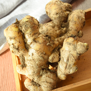 生姜窖藏山东安丘大姜老姜母新鲜月子姜母黄姜现挖鲜姜蔬菜2斤装