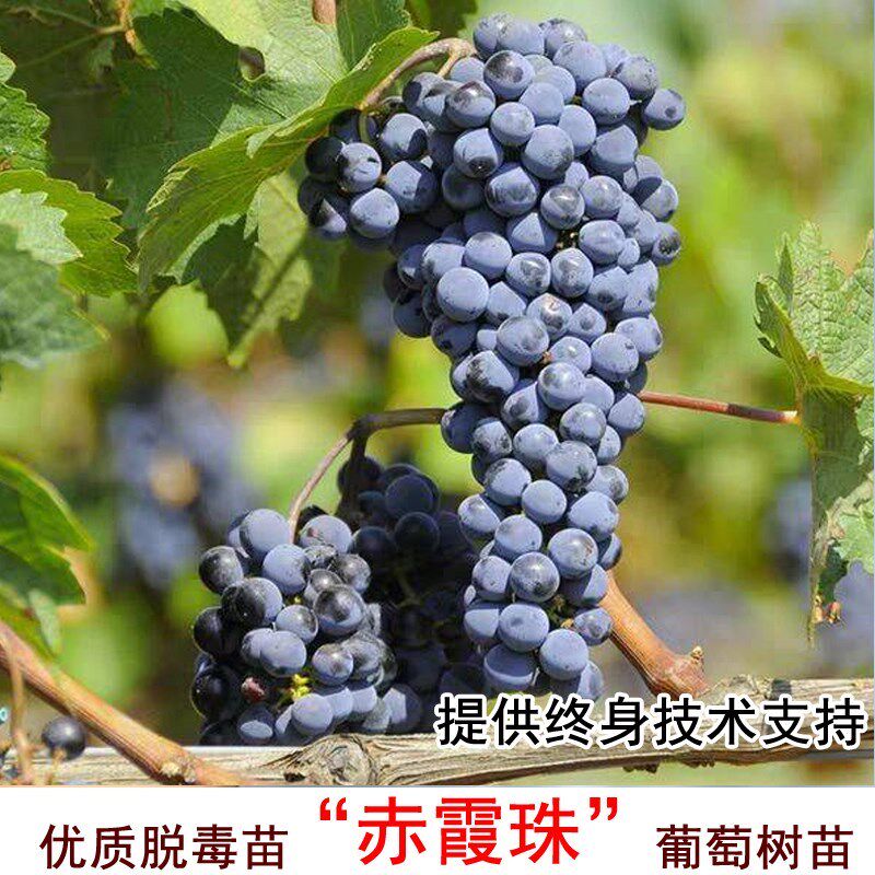 赤霞珠葡萄树苗酿酒葡萄苗南北方种植葡萄树盆栽地栽当年结果果苗