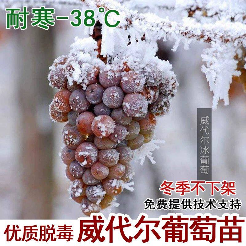 嫁接威代尔葡萄树苖抗寒耐寒酿酒葡萄苗冬天不下架南北方种果树苗