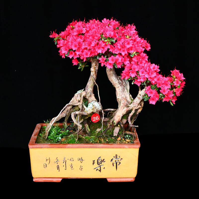 杜鹃花盆景万紫千红老桩新品种花色繁茂艳丽适合庭院或室内观赏