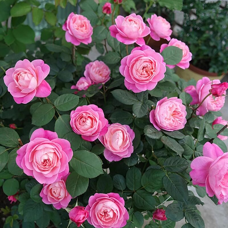 梦光环月季盆栽阳台庭院大花室内阳台四季开花灌木玫瑰绿植花卉