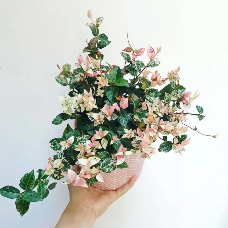 花叶络石花苗盆栽彩叶络石吊兰四季垂吊耐热耐寒植物庭院绿植花卉