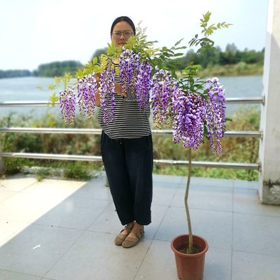 紫藤花苗爬藤植物四季种植开花树苗庭院围栏藤本花卉盆栽紫藤萝蔓