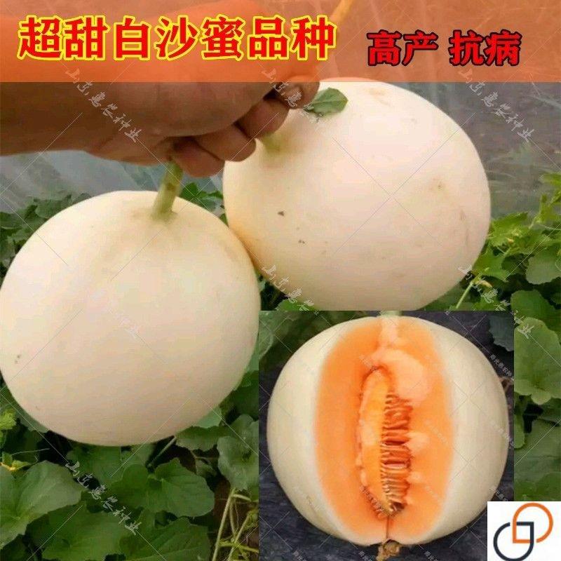 超甜白沙蜜甜瓜种籽春秋季高产薄皮特大白皮香瓜种子四季水果种孑