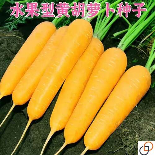 黄参水果胡萝卜种孑齐头黄胡萝卜种子春秋四季春四季庭院蔬菜种籽