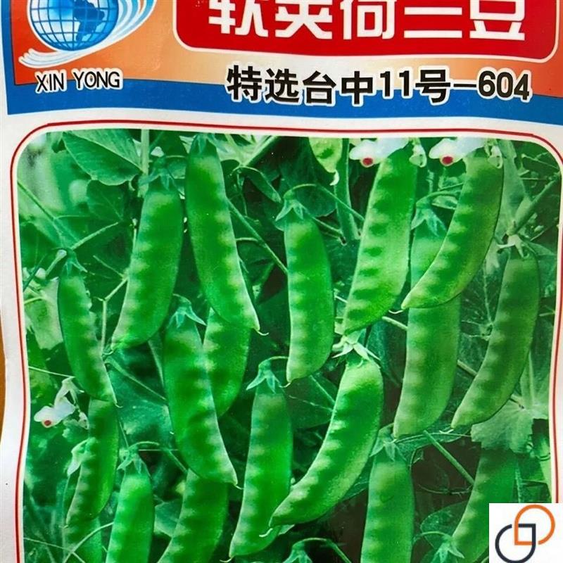 软荚荷兰豆春夏秋四季播种大荚菜豆豌豆豆角种籽农家蔬菜种籽