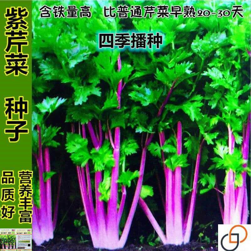 紫玉香芹种子 红芹菜种籽红色紫色野生 盆栽蔬菜阳台冬季四季种菜