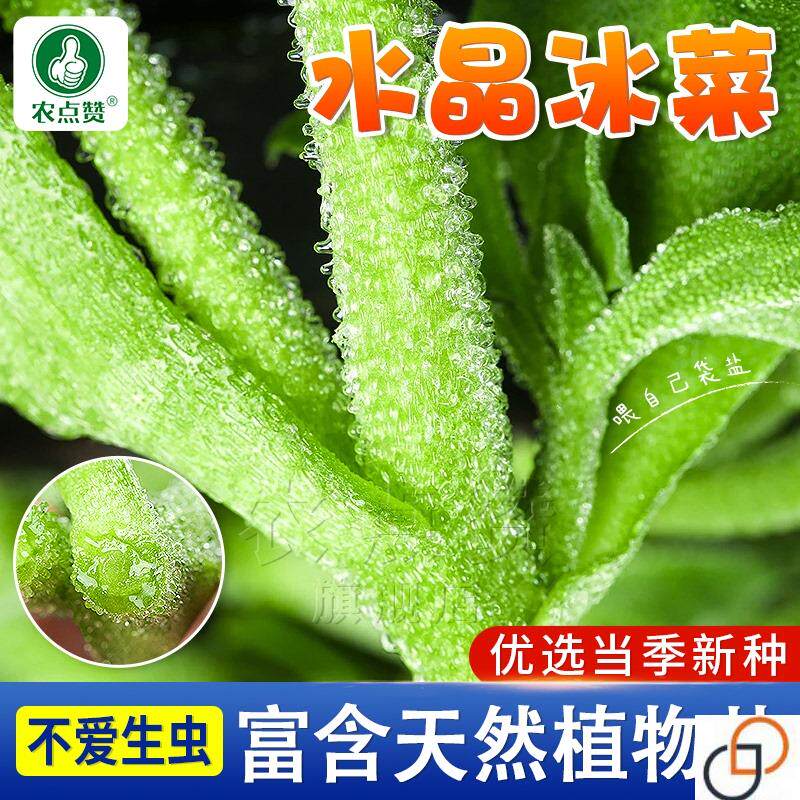 水晶冰菜种子籽种孑春季盆栽苗冰草菜籽种阳台稀有蔬菜野菜
