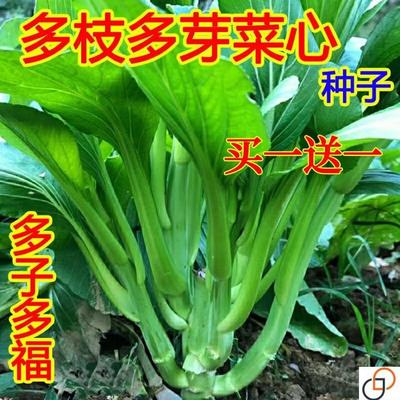 多枝多芽菜心种子多子多福甜菜心种子广东菜芯菜苔籽蔬菜种子春秋