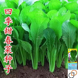 潮汕揭阳大叶春菜种子老品种春芥菜种子菜籽蔬菜种子四季春菜