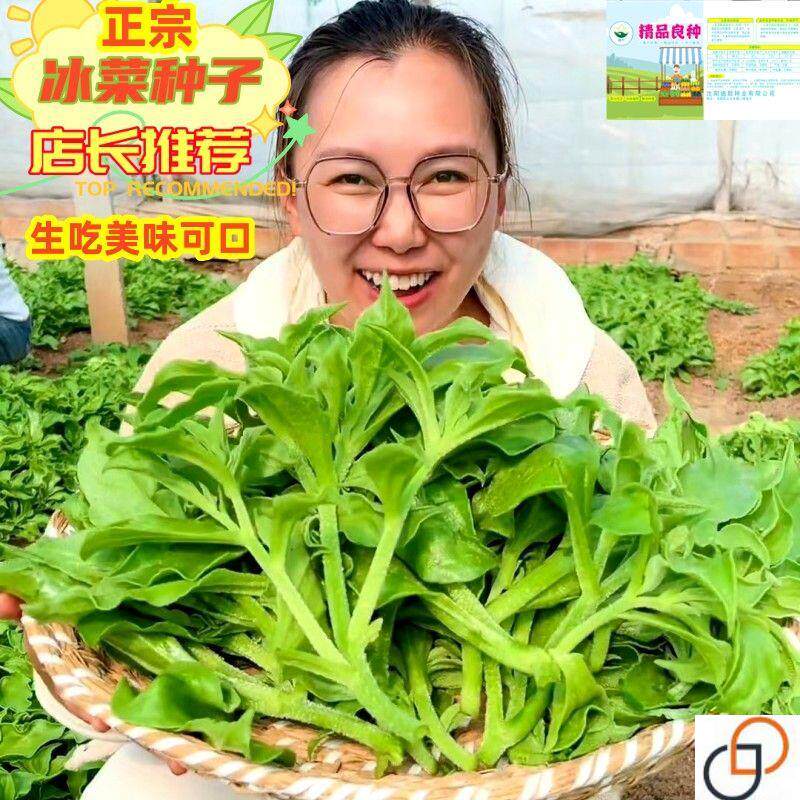 冰菜种子四季多年生冰草种子水晶家庭园艺种子