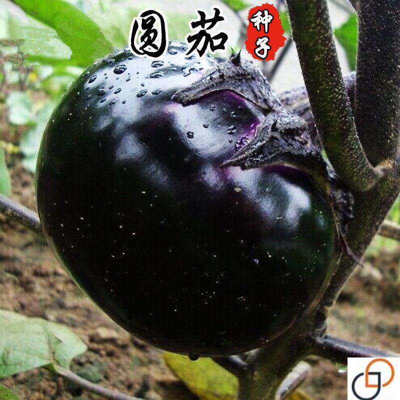 黑圆茄种子高产茄子种籽四季蔬菜种孑水果茄种子菜种耐寒春季秋冬