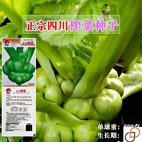 特大榨菜种子涪陵榨菜叶用茎用芥菜种子疙瘩菜耐寒耐抽薹蔬菜种子