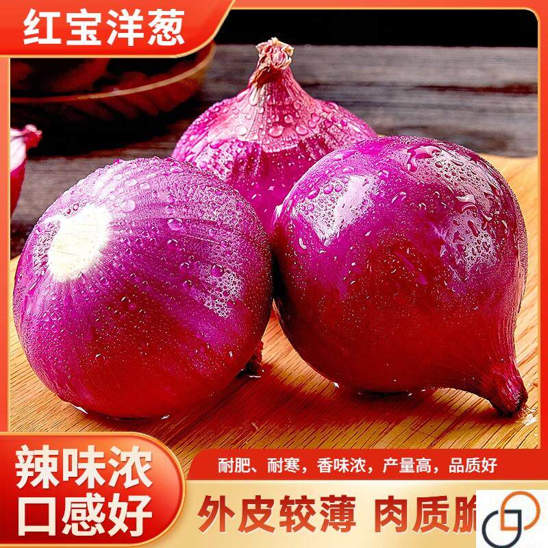 红皮洋葱种子特大圆葱种籽耐寒紫家庭园艺种子