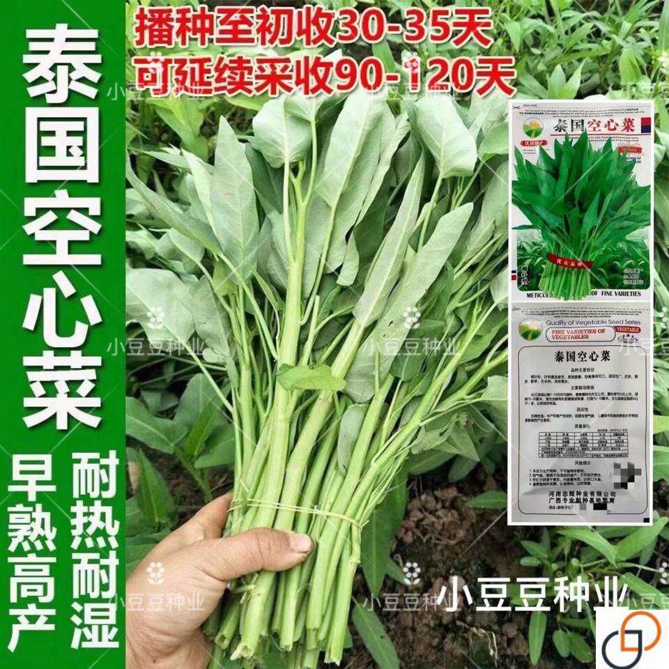 泰国柳叶空心菜种籽青梗竹叶空心菜四季阳台盆栽春季蔬菜种孑