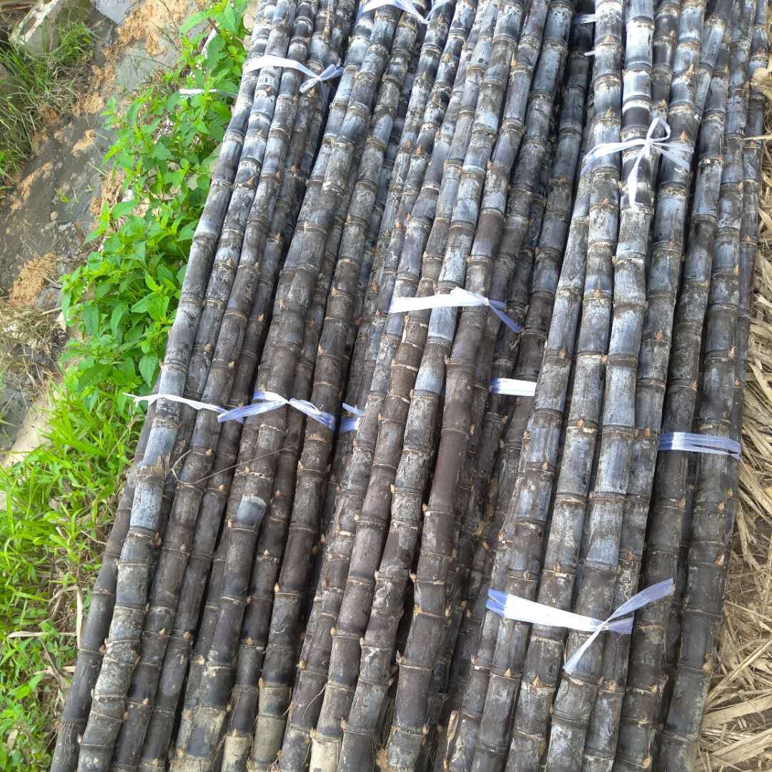 整根嫁娶结婚喜事搬家用广西黑皮现砍当季新鲜甘蔗特产水果包邮