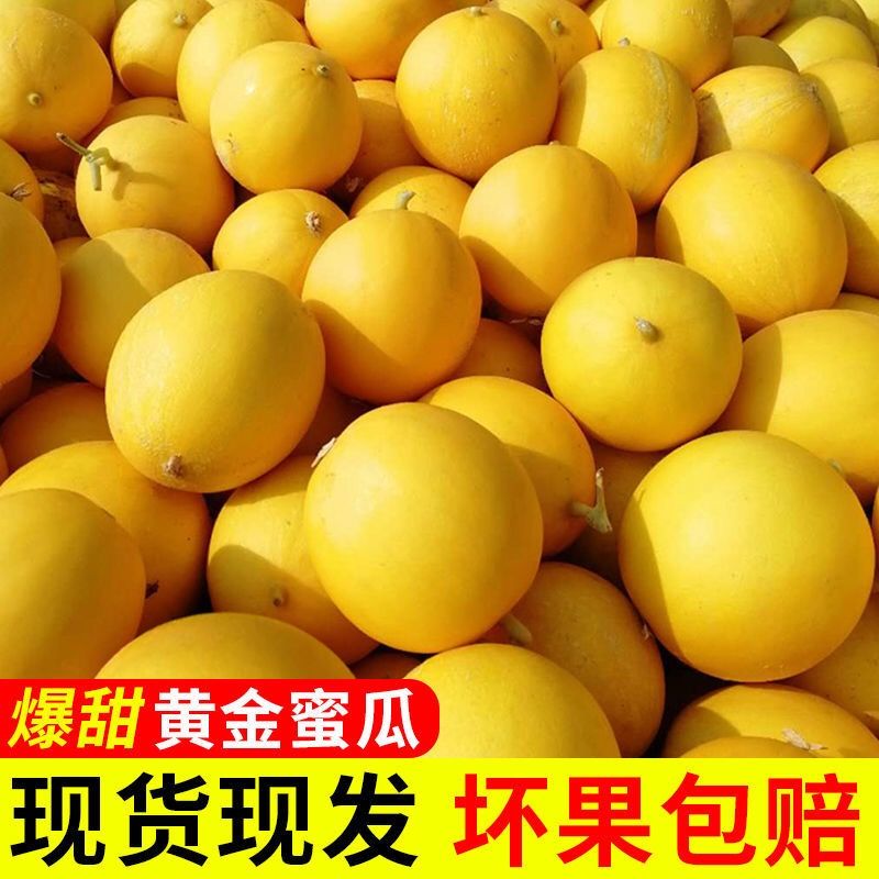 5斤黄河蜜瓜黄金密瓜新鲜当季水果新鲜包邮黄金香瓜甜瓜整箱