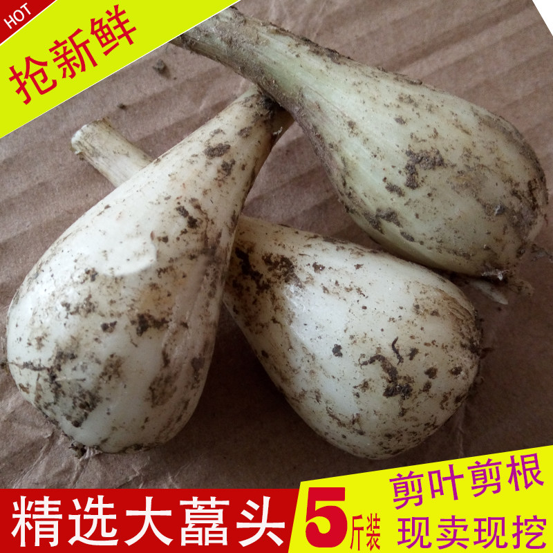 带叶大藠头新鲜茭头荞头蔬菜藠头种子农家现挖叫头教头荞子5斤装